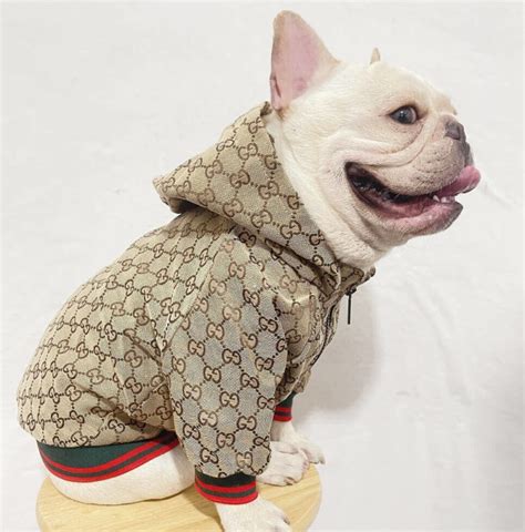 gucci dog accessories